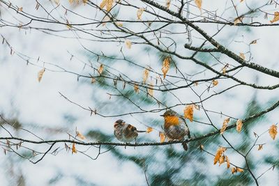 Low angle view of bird perching on tree