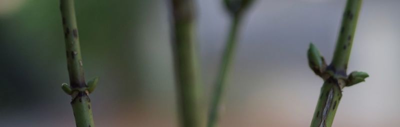 Close-up of bamboo plant