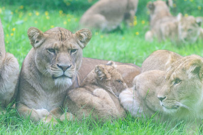 View of cats resting on grass