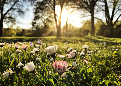 Close-up of white flowering plants on field