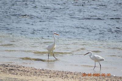 Seagulls perching on a beach