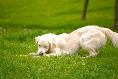 Side view of a dog relaxing on field