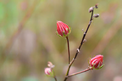 Close-up of pink flower buds growing on plant