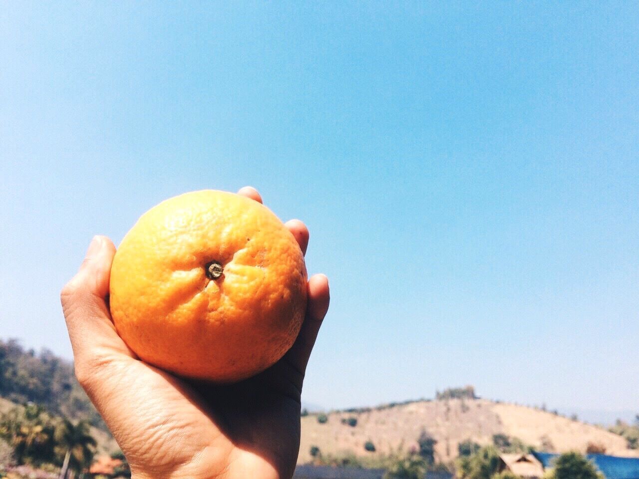 CLOSE-UP OF MAN HOLDING ORANGE FRUIT