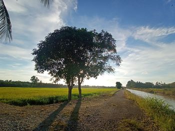 Trees on field against sky