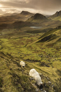 View of sheep grazing in field