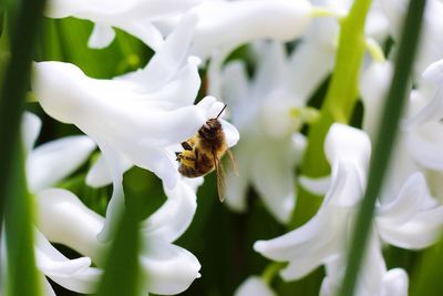 Close-up of honey bee on white flower