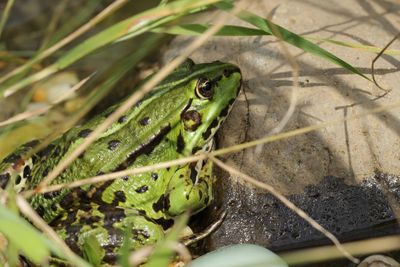 Close-up of frog seen through plants on rock