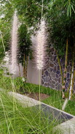 Close-up of water flowing through grass