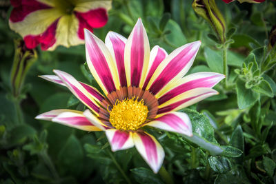 Close-up of pink flower