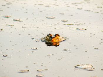 View of crab on beach