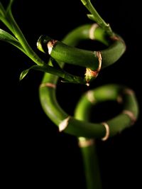 Close-up of plant against black background