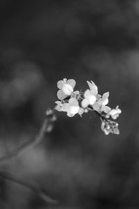 Close-up of fresh flowers blooming on tree