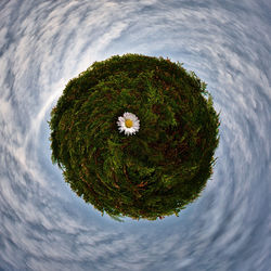 High angle view of flower tree against sky