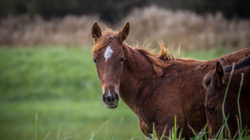 Close-up of a horse on field