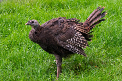 Close-up of bird on grassy field