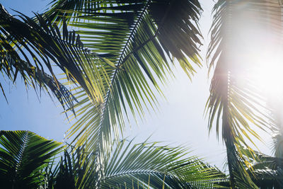 Low angle view of palm trees against sky