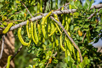 A ripening branch of carob pods near son sardina mallorca spain