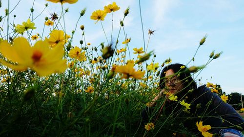 Close-up of yellow flowers growing in field against sky