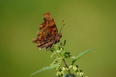 Close-up of butterfly pollinating on flower