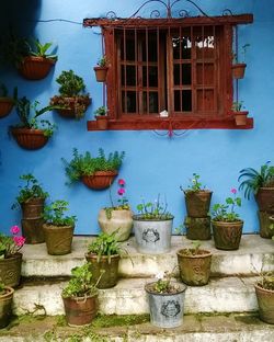 Potted plants on balcony