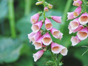 Close-up of pink flowering plant