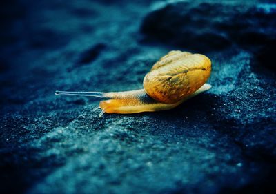 Close-up of snail on rock