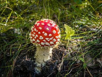 Close-up of fly agaric mushroom on field