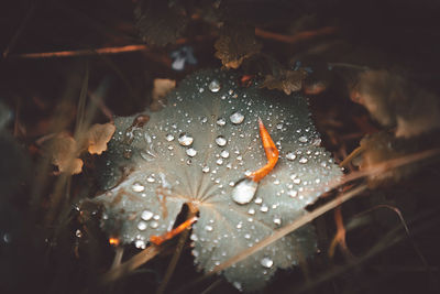 Close-up of raindrops on leaves