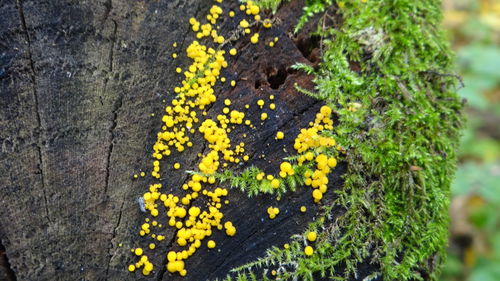 Close-up of yellow flowers growing on tree trunk