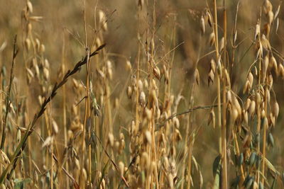 Close-up of stalks in field