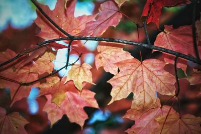 Close-up of dry maple leaves during autumn