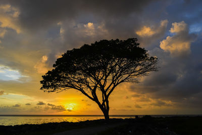 Silhouette tree by sea against sky during sunset