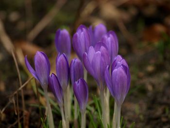 Close-up of purple crocus flowers on field