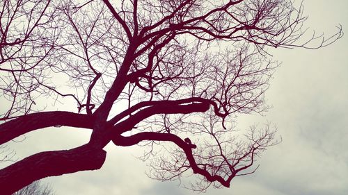 Low angle view of bare trees against sky