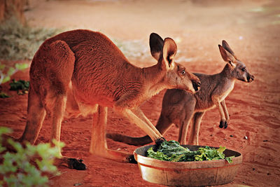 Close-up of kangaroos 