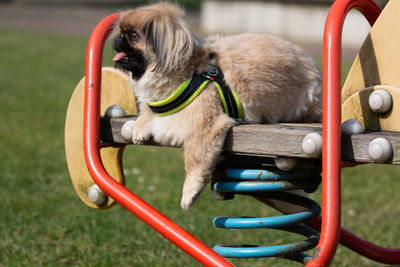 Close-up of dog sitting in park