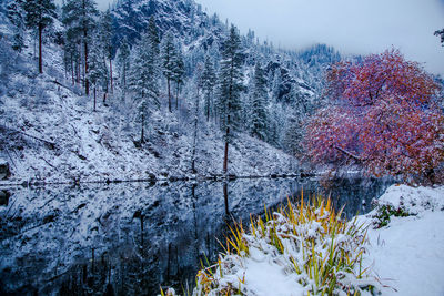 Trees in forest during winter