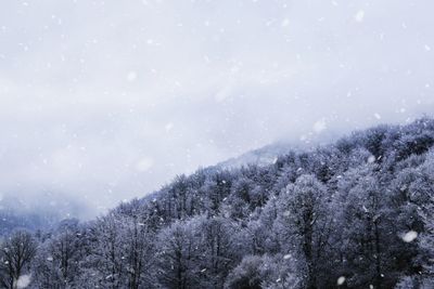 Snow covered trees in forest against sky