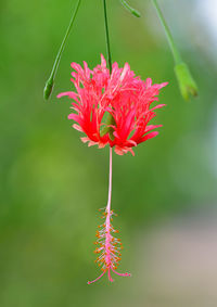 Close-up of red hibiscus flower