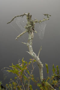 Close-up of spider web on a plant