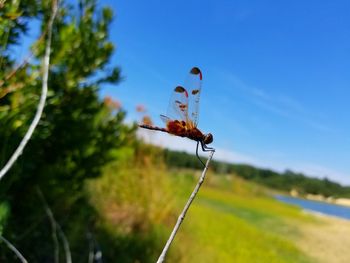 Close-up of insect on leaf