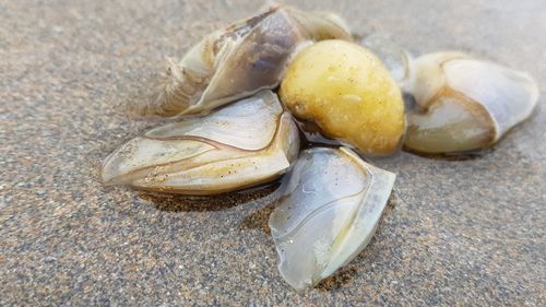 High angle view of shells on sand