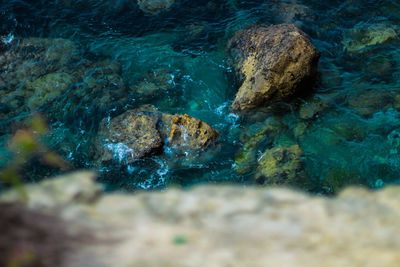 View of coral in sea