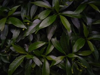 Full frame shot of green leaves