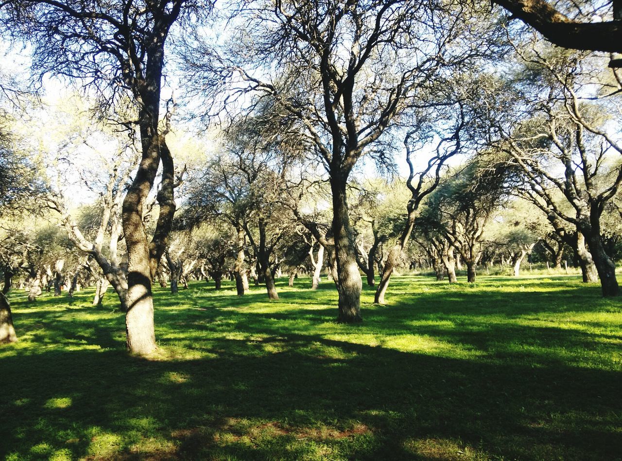 tree, grass, tree trunk, bare tree, branch, tranquility, park - man made space, green color, tranquil scene, lawn, growth, nature, grassy, field, sky, beauty in nature, landscape, scenics, park, shadow