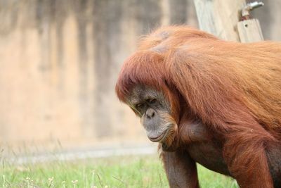 Close-up of orangutan on field at lisbon zoo