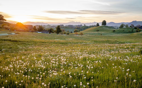 Scenic view of field against sky during sunset