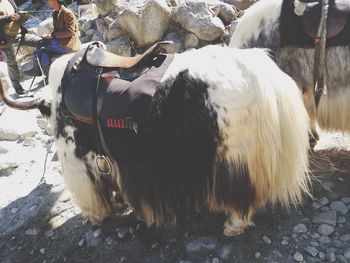 Panoramic view of a horse