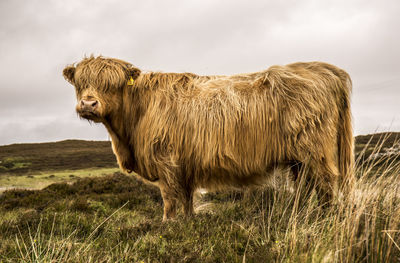 Close-up of domestic animal standing on land against sky